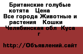 Британские голубые котята › Цена ­ 5 000 - Все города Животные и растения » Кошки   . Челябинская обл.,Куса г.